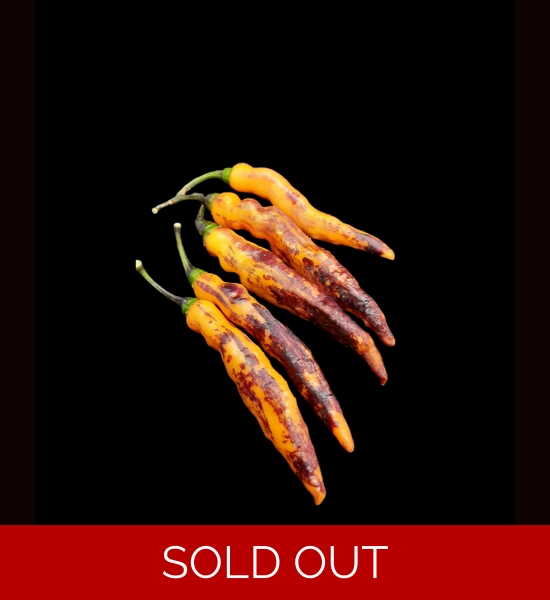 TIGER JOLOKIA peach (f7)->(f8)  (10+seeds)